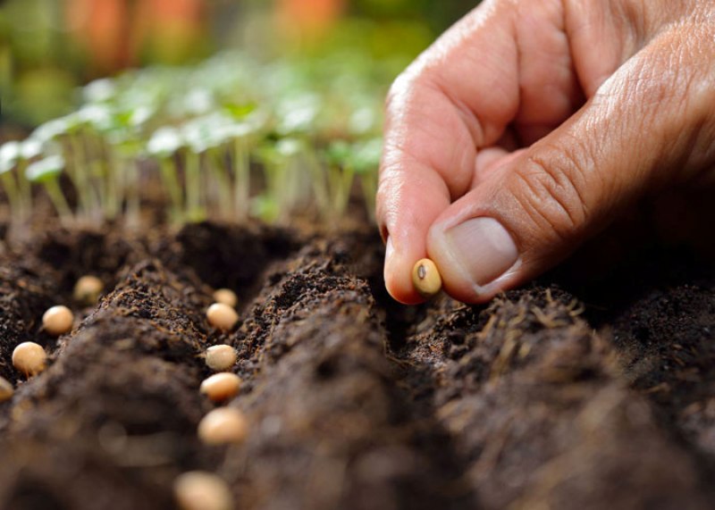 🌾 بــــــذر (آغاز یک محصول سالم)