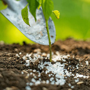 انواع بذر و تفاوت بذر هیبرید، اصلاح‌شده و ارگانیک چیست؟