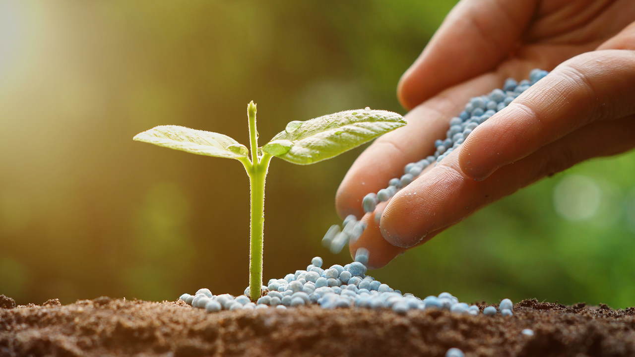 بذر سالم چه ویژگی‌هایی دارد؟ چطور بفهمیم بذر باکیفیت است؟